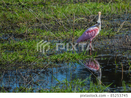 The bright pink feathers of a Roseate Spoonbill at Myakka River State Park, Sarasota, Sarasota County, Florida The bright pink feathers of a Roseate Spoonbill at Myakka River State Park, Sarasota, Sarasota County, Florida 85253745