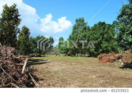 Image of deforestation and clearing Global warming Image of deforestation and clearing Global warming 85253921