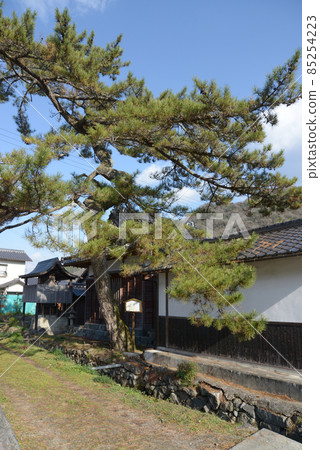 兵庫縣佐葉町本營剩餘的松樹，驛站平福 85254223