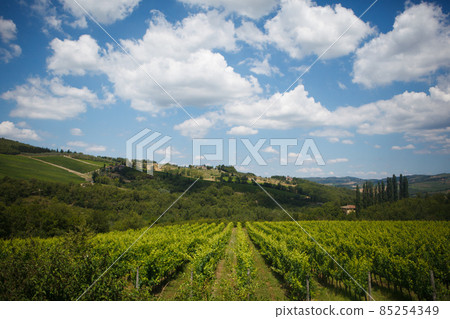 rows of Sangiovese grapes in Tuscany, Italy 85254349