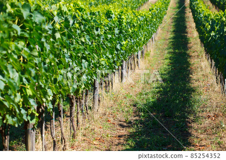 rows of grapes in Tuscany, Italy 85254352