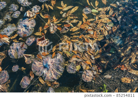 Withered lotus and frozen pond [Azumino in winter] 85254811