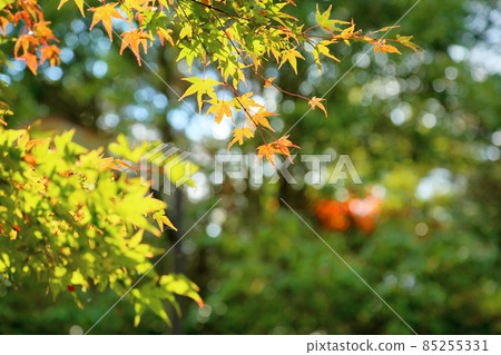 秋天的公園 85255331