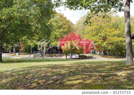 Autumn view of the oak forest in Kyukamura Taishakukyo 85255735