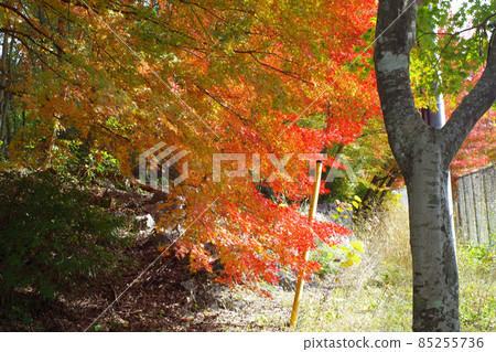Autumn view of the oak forest in Kyukamura Taishakukyo 85255736