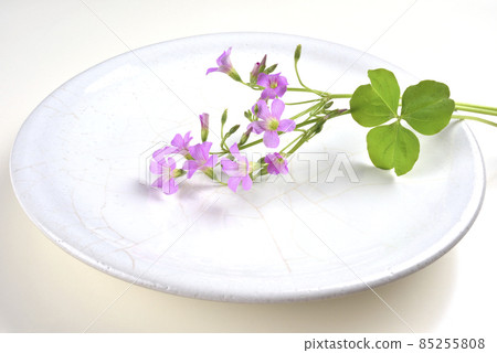 Clover flower decoration on the plate Clover flower decoration on the plate 85255808