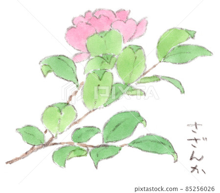 Watercolor illustration of winter flowers, sasanqua 85256026