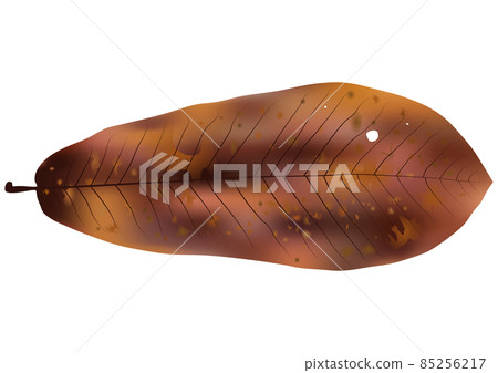 Autumn leaves "Magnolia obovata" 85256217