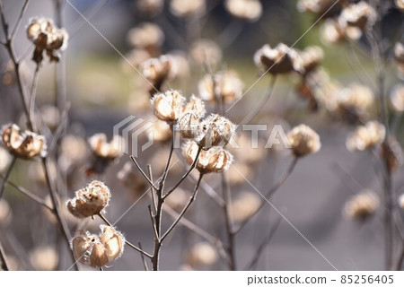 Confederate rose seeds 85256405