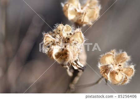 邦聯玫瑰種子 85256406