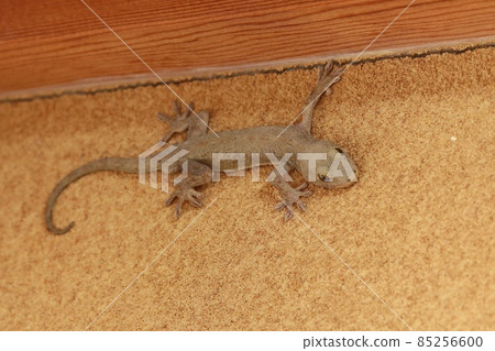 Gecko appeared in the house 85256600