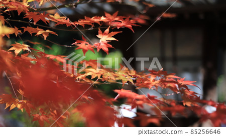 Autumn leaves exposed to light Autumn leaves exposed to light 85256646