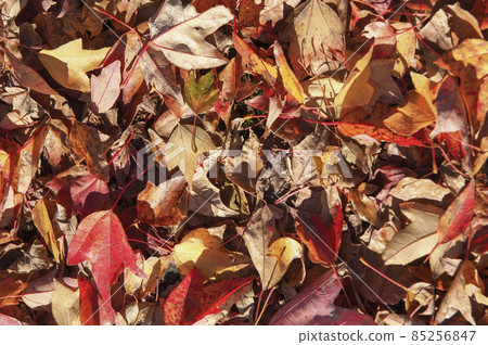 燦爛的落葉灑滿了銀幕 85256847