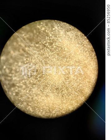 在培養基上生長的黃色曲霉菌絲 85256950