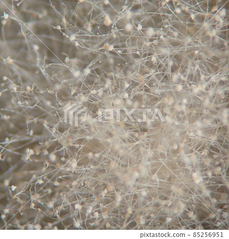 Finely entwined mold hyphae 85256951
