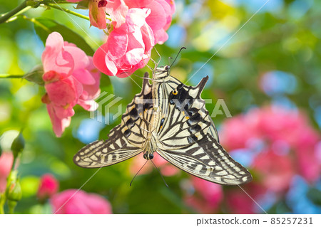 Couple swallowtail Couple swallowtail 85257231