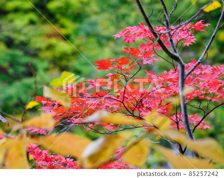 Autumn scenery in the corridor under the Kurobe Gorge in the Northern Alps Autumn scenery in the corridor under the Kurobe Gorge in the Northern Alps 85257242