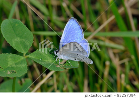Male Holly Blue (Tsurui Village, Hokkaido) Male Holly Blue (Tsurui Village, Hokkaido) 85257394