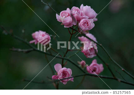 等待新年的鮮花 曙山公園 85257565