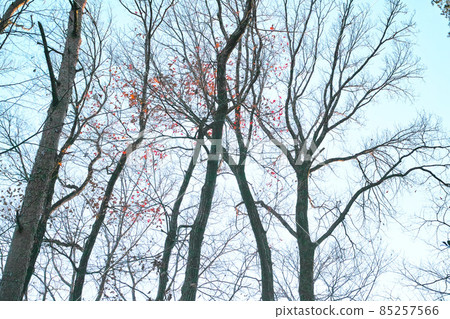 秋季/冬季圖像,灌木叢,公園,步行道 秋季/冬季圖像,灌木叢,公園,步行道 85257566