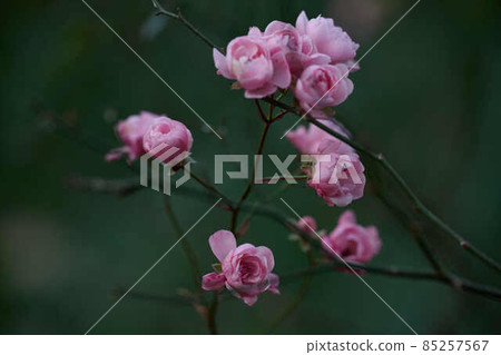 等待新年的鮮花 曙山公園 85257567