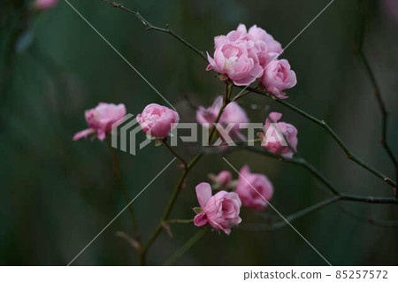 等待新年的鮮花 曙山公園 85257572