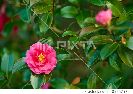 等待新年的鮮花 曙山公園 85257574