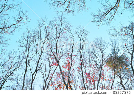 秋季/冬季圖像，灌木叢，公園，步行道 85257575