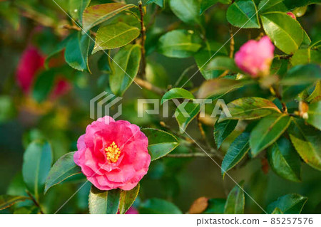 等待新年的鮮花 曙山公園 85257576