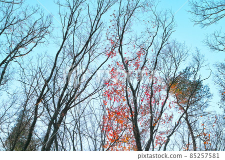 秋季/冬季圖像,灌木叢,公園,步行道 秋季/冬季圖像,灌木叢,公園,步行道 85257581