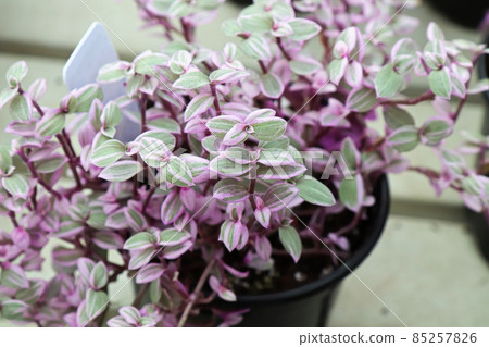 Top view of the pink and green leaves on a Callisia Top view of the pink and green leaves on a Callisia 85257826