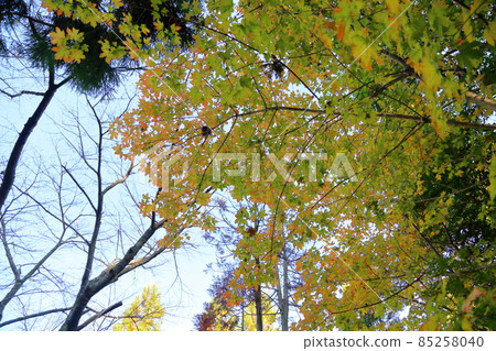 Colored Acer diabolicum leaves Colored Acer diabolicum leaves 85258040