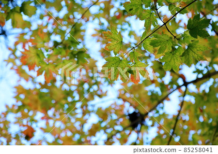 Colored Acer diabolicum leaves 85258041