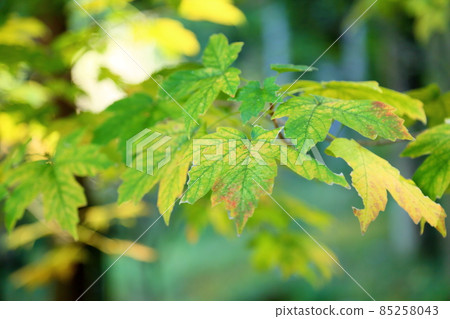 Colored Acer diabolicum leaves 85258043