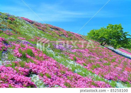 [Ehime Prefecture] Shibazakura in fine weather (Teizui, Saijo City) 85258100