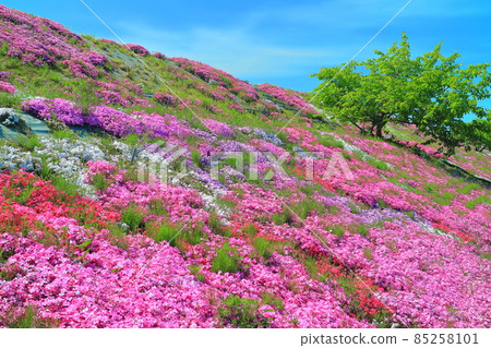 [Ehime Prefecture] Shibazakura in fine weather (Teizui, Saijo City) 85258101