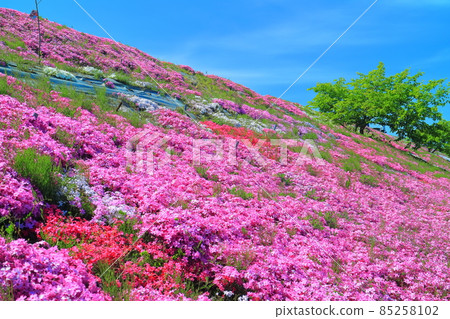 [Ehime Prefecture] Shibazakura in fine weather (Teizui, Saijo City) 85258102