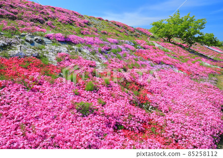 [愛媛縣] 晴天的芝櫻（西條市帝嘴） 85258112