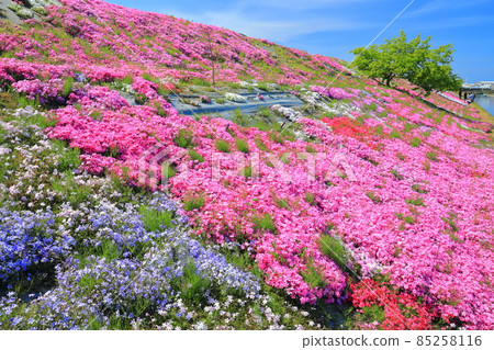 [愛媛縣] 晴天的芝櫻（西條市帝嘴） 85258116