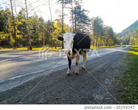 A large black and white-headed cow stands in the middle of a road in the forest A large black and white-headed cow stands in the middle of a road in the forest 85258147