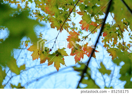 Colored Acer diabolicum leaves 85258175