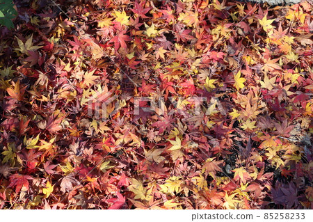 A landscape with fallen leaves colored in red, orange and yellow and dead brown leaves on one side 85258233