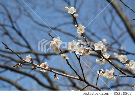 plum plum 85258862