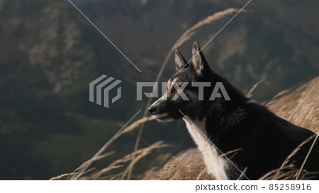 Close-up laika dog looks into camera in mountains. Portrait of cute pet which sits in profile in dry golden grass. High grass flies in wind on sunset. No people 85258916