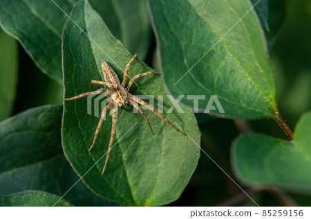 Azumadoda spider Azumadoda spider 85259156