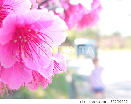 Cherry blossoms 85259302