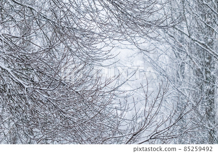 Snowing landscape, winter holiday concept - Fairytale fluffy snow-covered trees branches, nature scenery with white snow and cold weather. Snowfall in winter park. Soft focus Snowing landscape, winter holiday concept - Fairytale fluffy snow-covered trees branches, nature scenery with white snow and cold weather. Snowfall in winter park. Soft focus 85259492