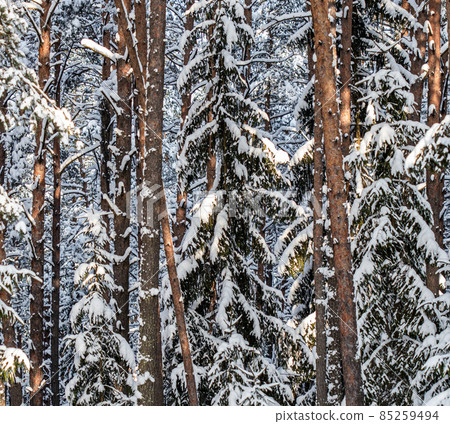 Spruce forest covered with fresh snow during winter Christmas on a sunny frosty day. Spruce forest covered with fresh snow during winter Christmas on a sunny frosty day. 85259494