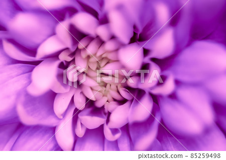 Retro art, vintage card and botanical concept - Abstract floral background, purple chrysanthemum flower. Macro flowers backdrop for holiday brand design 85259498