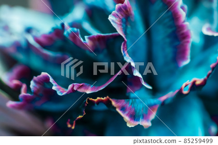 Retro art, vintage card and botanical concept - Abstract floral background, blue carnation flower. Macro flowers backdrop for holiday brand design Retro art, vintage card and botanical concept - Abstract floral background, blue carnation flower. Macro flowers backdrop for holiday brand design 85259499